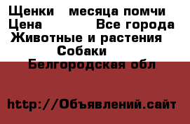 Щенки 4 месяца-помчи › Цена ­ 5 000 - Все города Животные и растения » Собаки   . Белгородская обл.